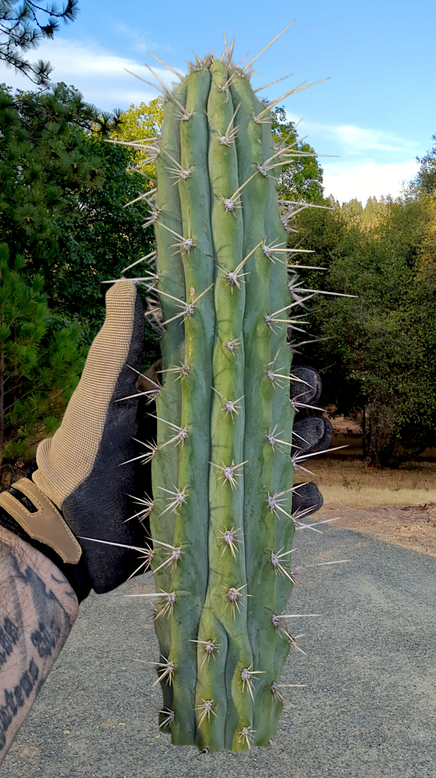 Large Cactus Mystery Box