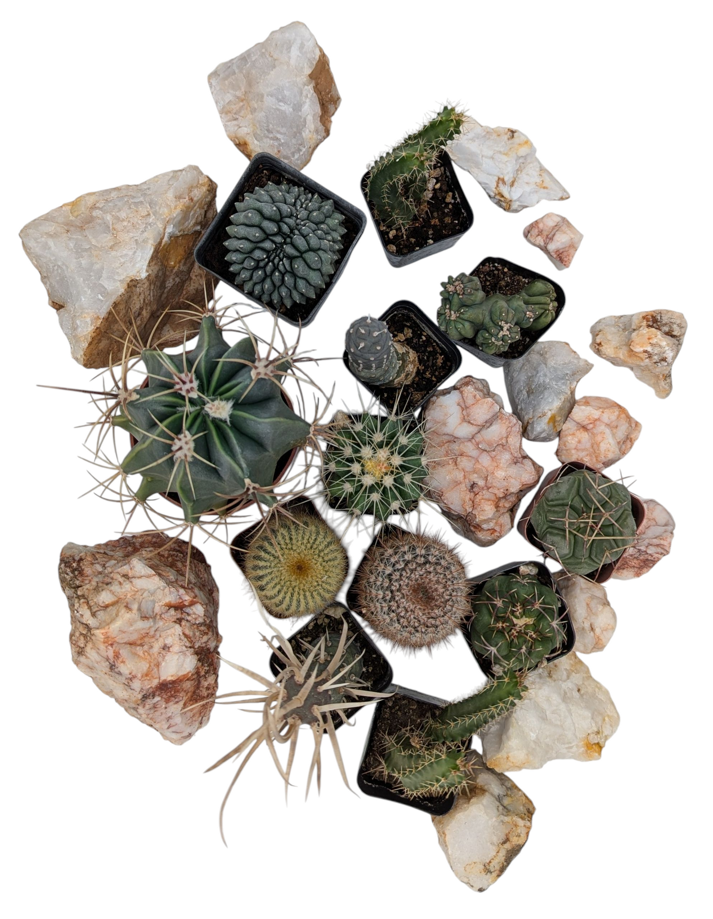Small Cactus Mystery Box