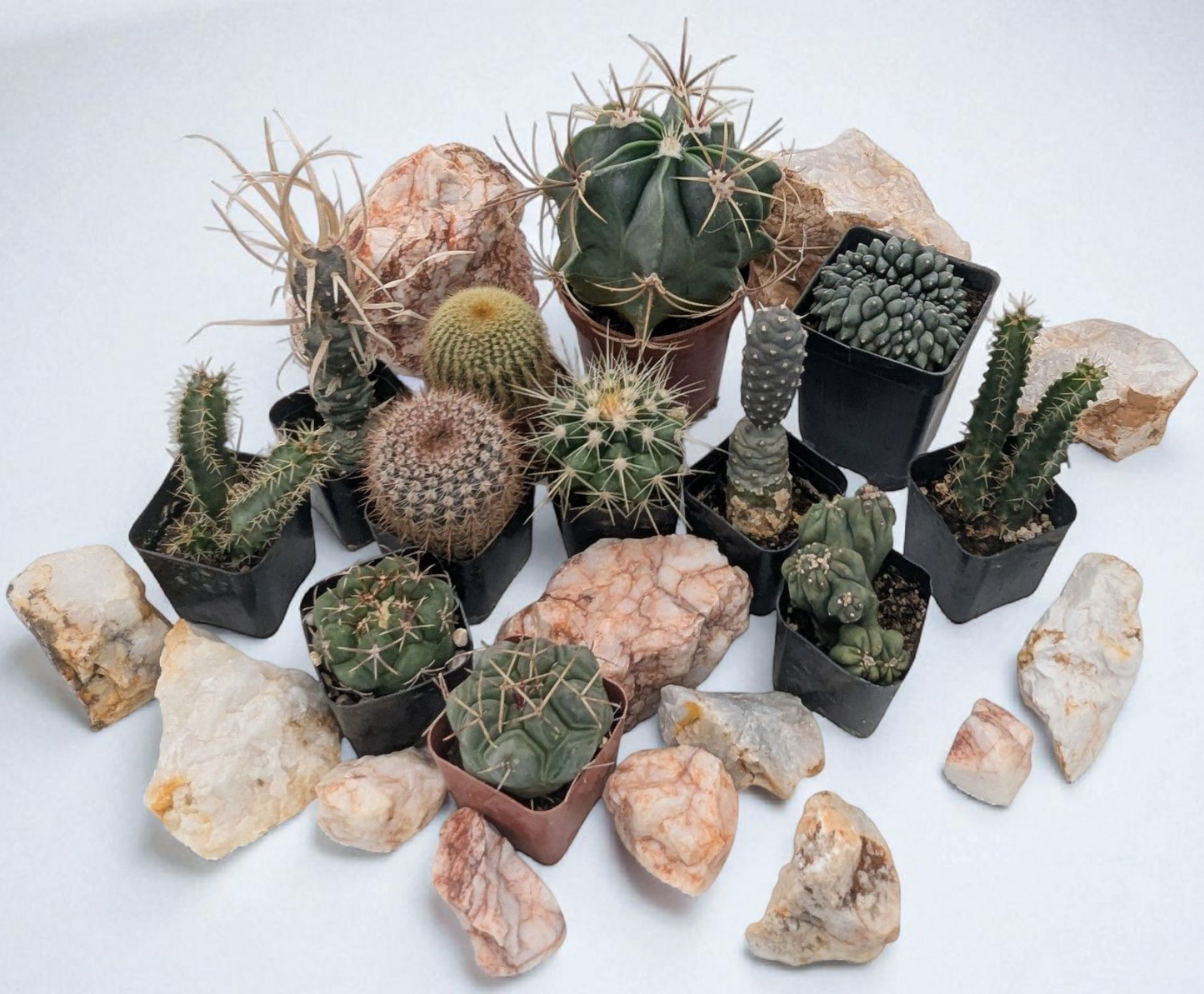 Asstd. Cacti