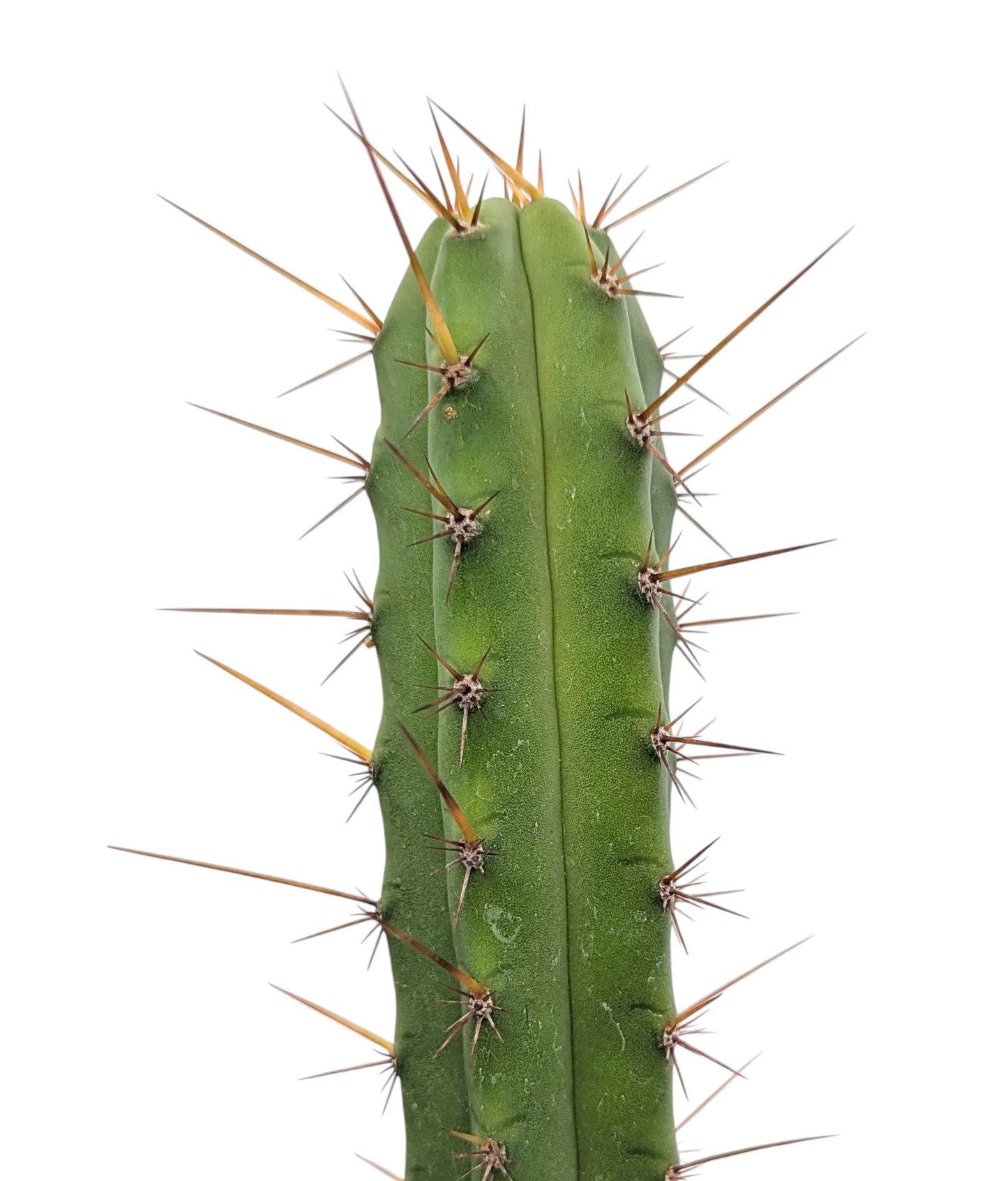 Medium Cactus Mystery Box