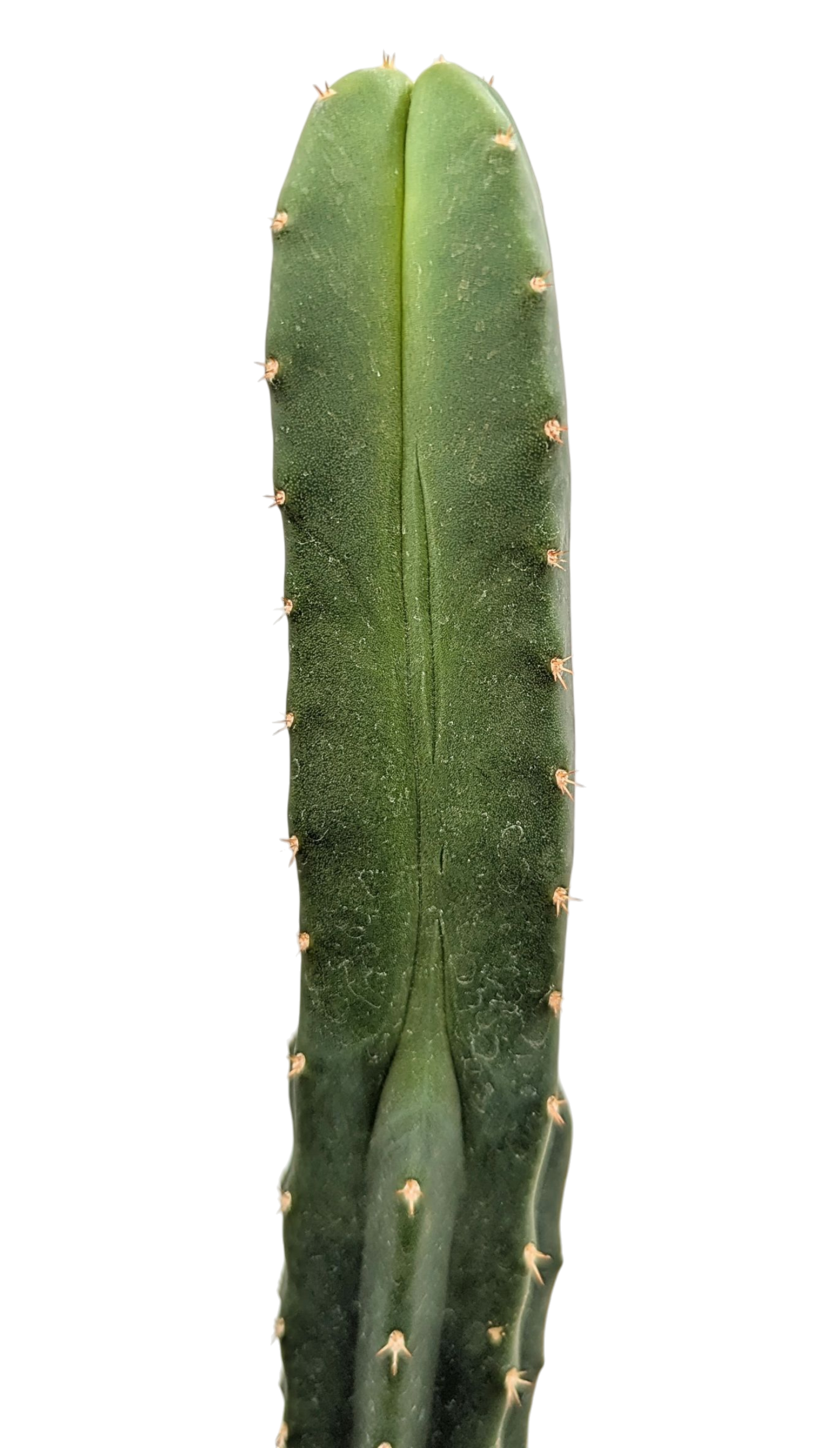 Medium Cactus Mystery Box