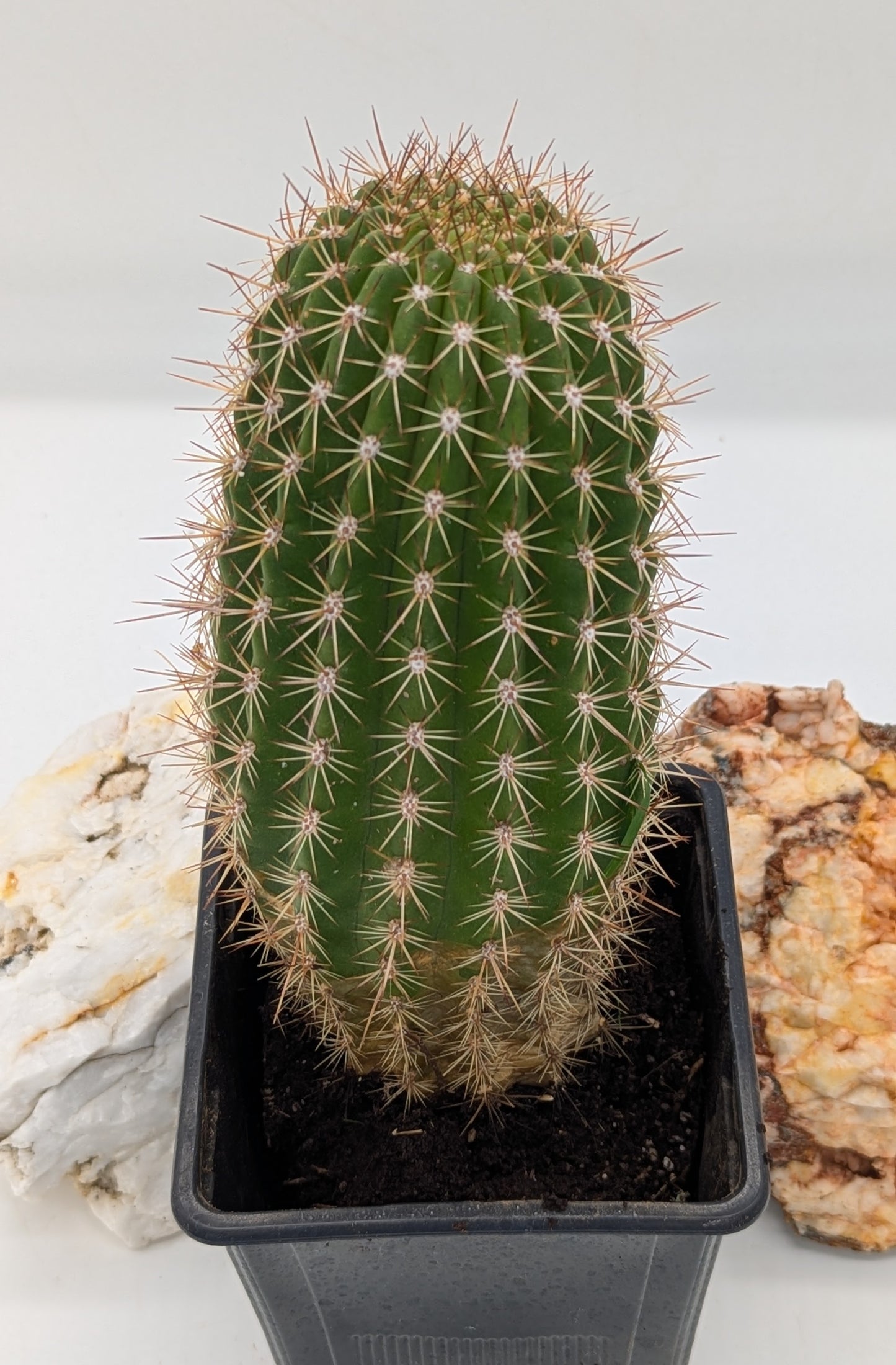 Asstd. Cacti