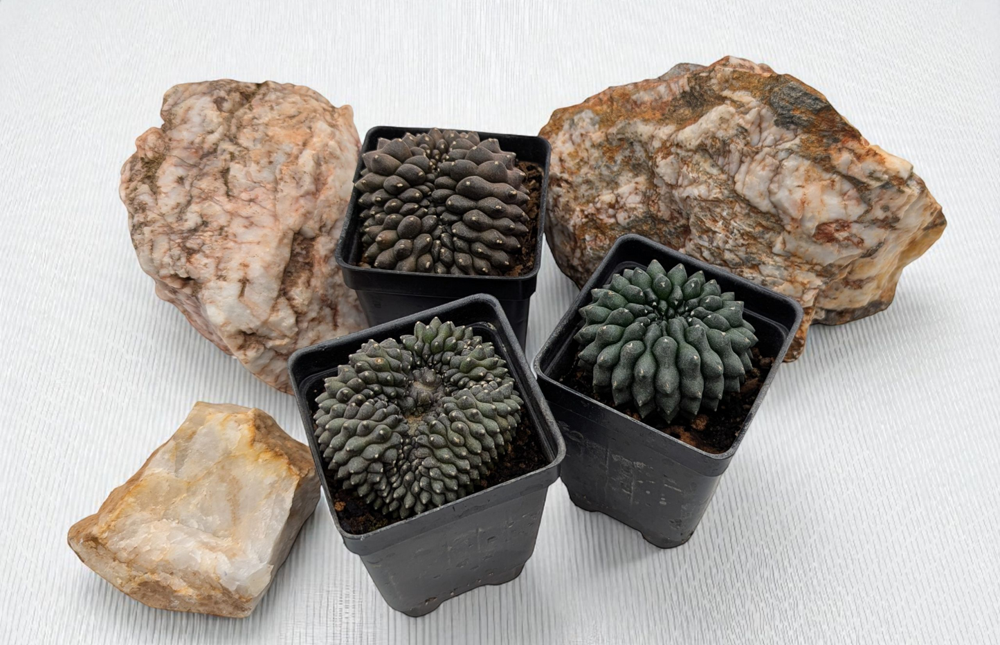 Asstd. Cacti