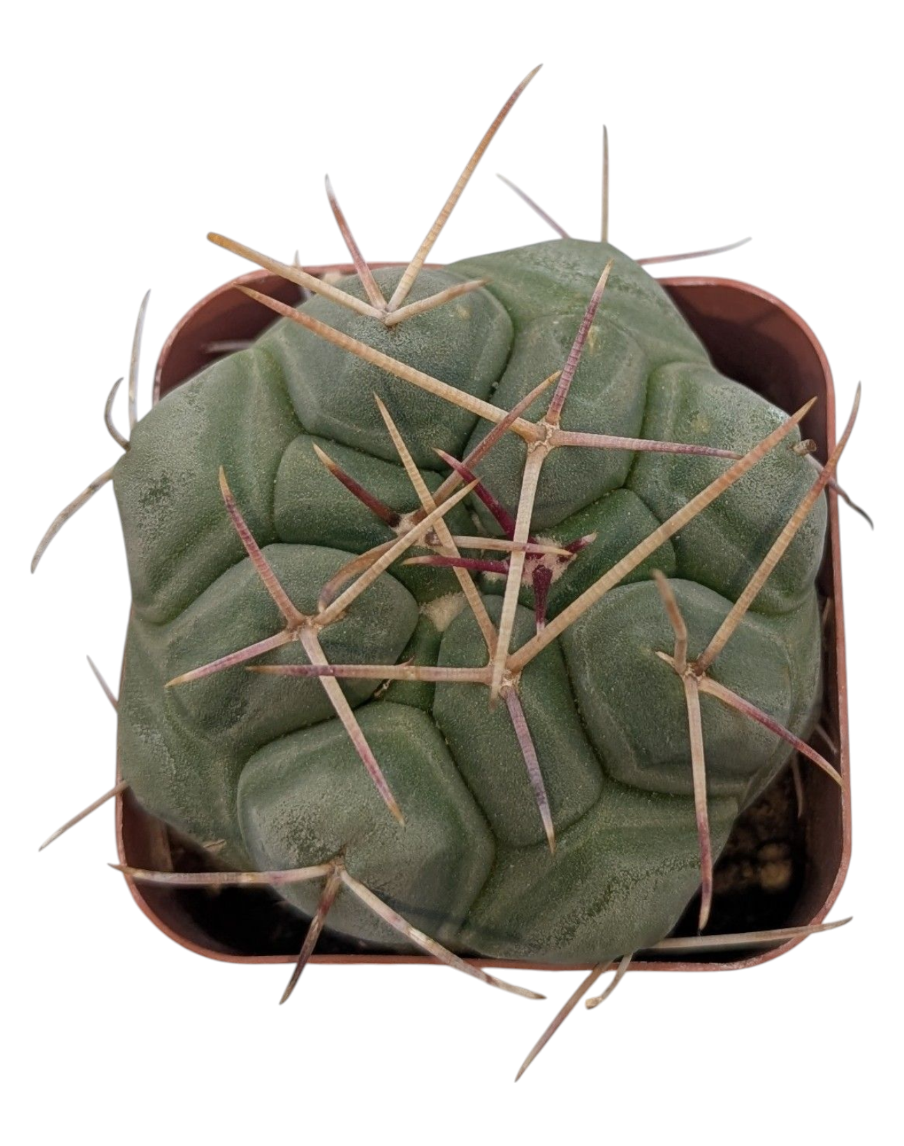 Asstd. Cacti