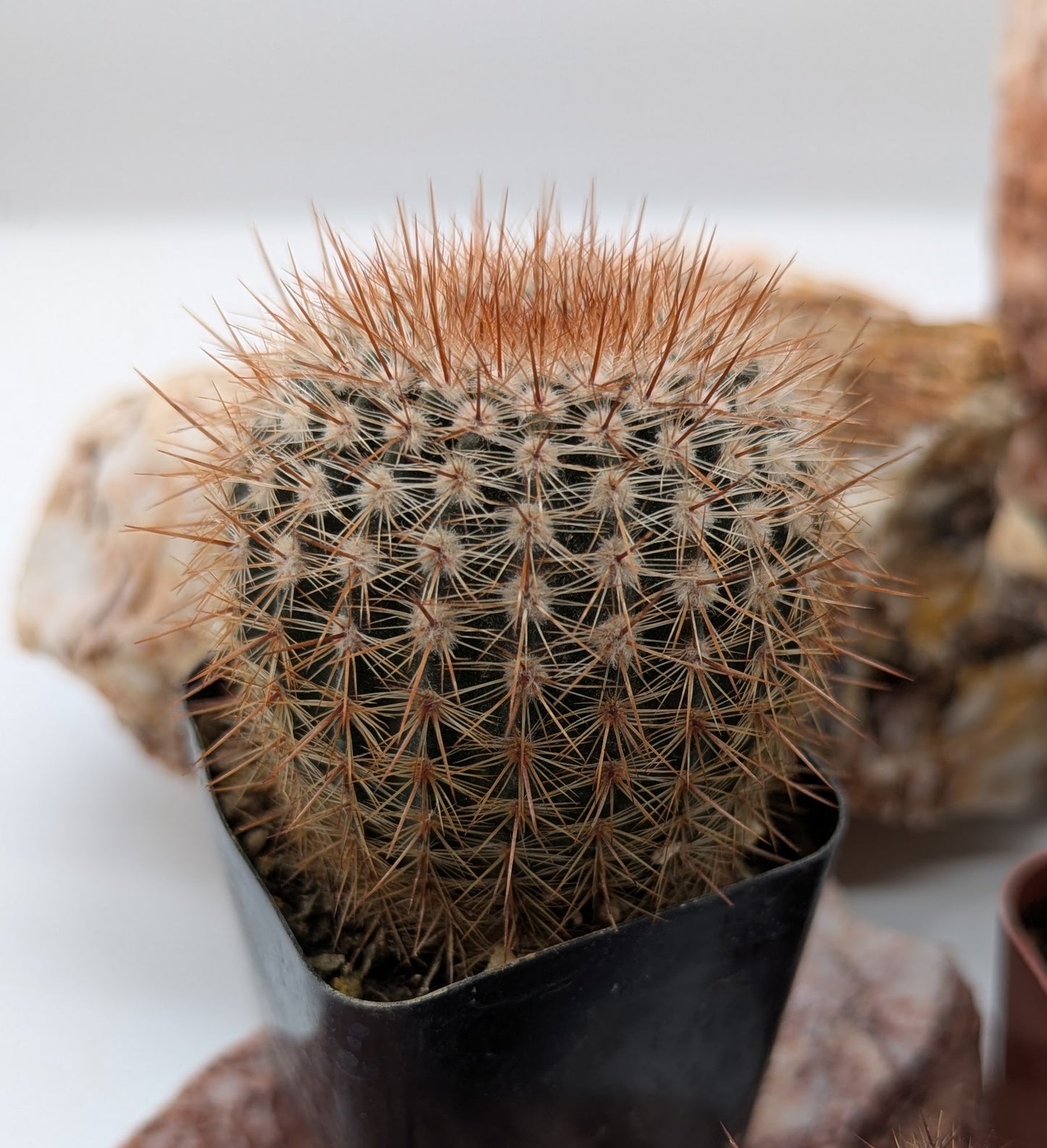 Asstd. Small Cacti Pack