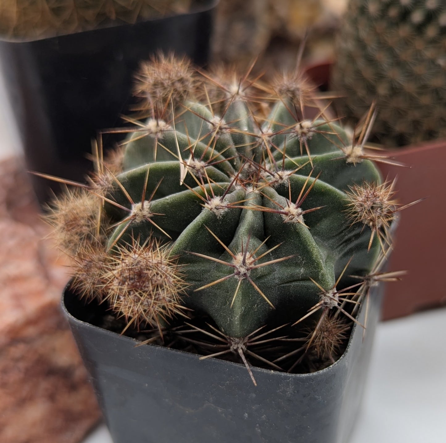 Asstd. Small Cacti Pack