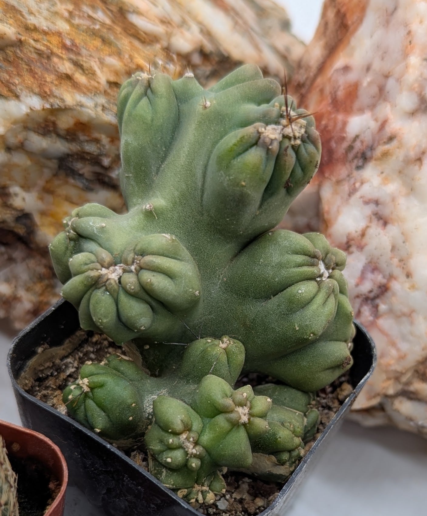 Asstd. Small Cacti Pack