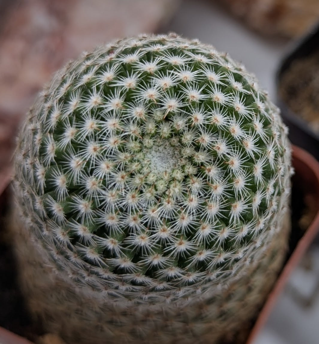 Asstd. Small Cacti Pack