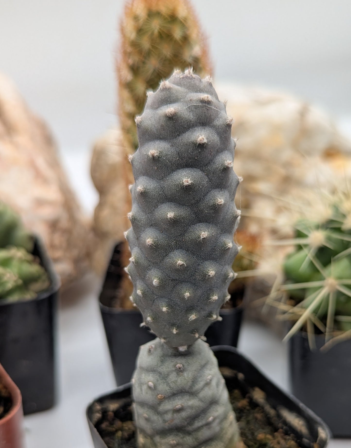 Asstd. Small Cacti Pack