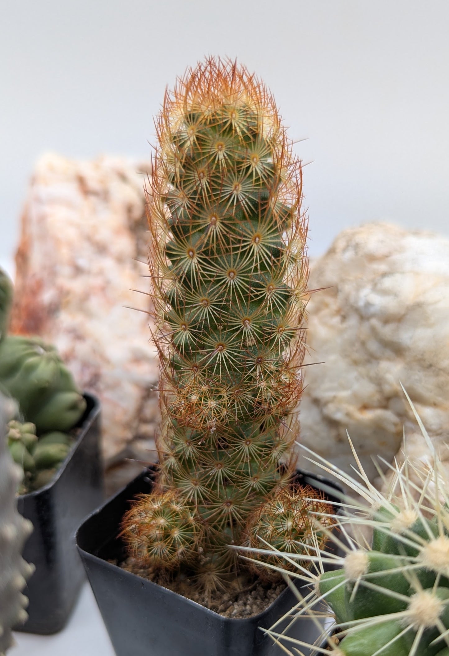 Asstd. Small Cacti Pack