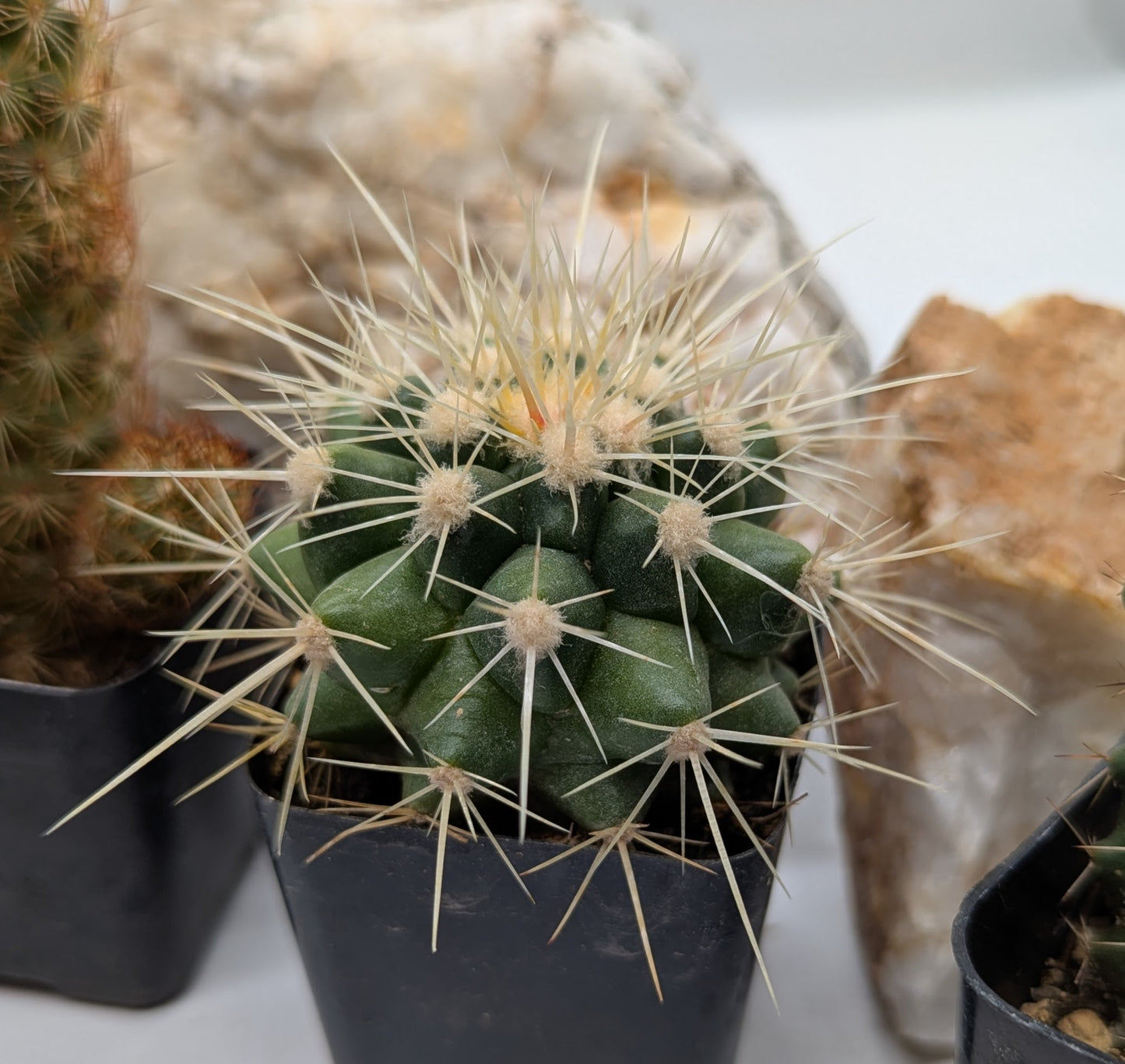 Asstd. Small Cacti Pack