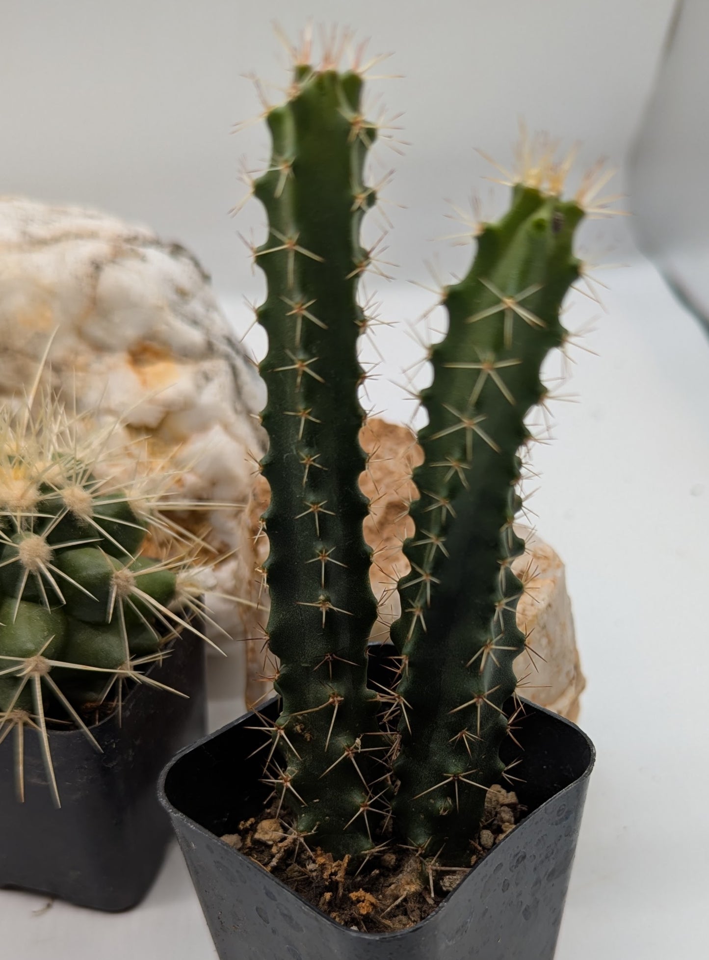Asstd. Small Cacti Pack