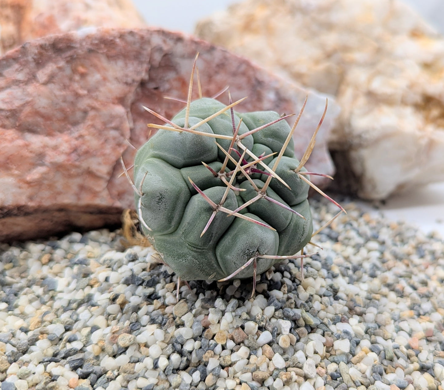 Asstd. Cacti