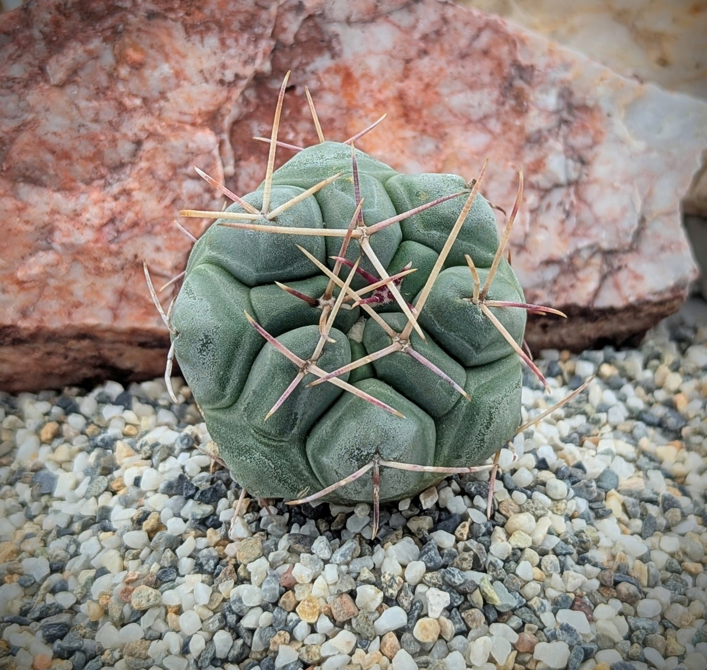 Asstd. Cacti