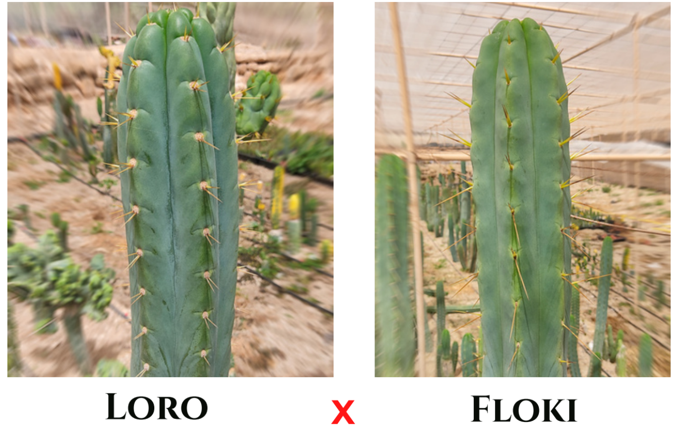 30 Trichocereus (Loro x Floki) seeds