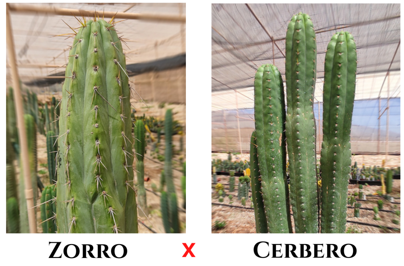 30 Trichocereus (Zorro x Cerbero) seeds