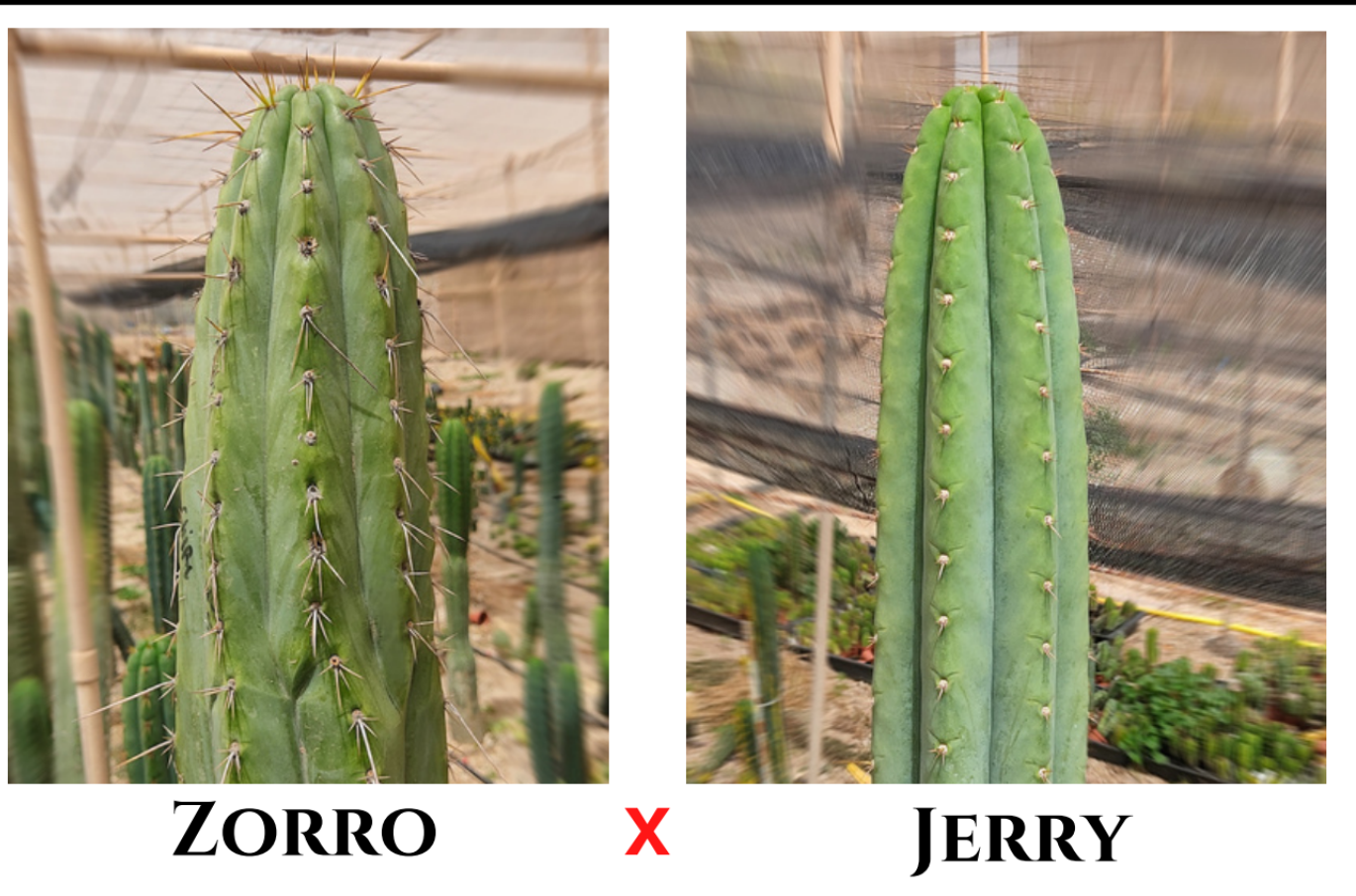 30 Trichocereus (Zorro x Jerry) seeds