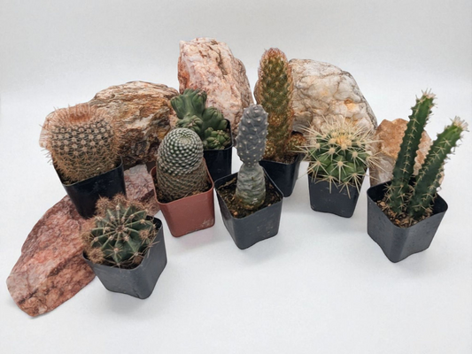 Asstd. Small Cacti Pack