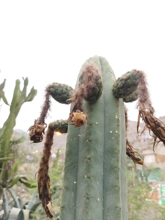 50+ Trichocereus Pachanoi Seeds