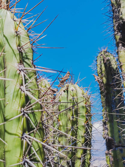 50+ Trichocereus Peruvianus spp. Puquiensis