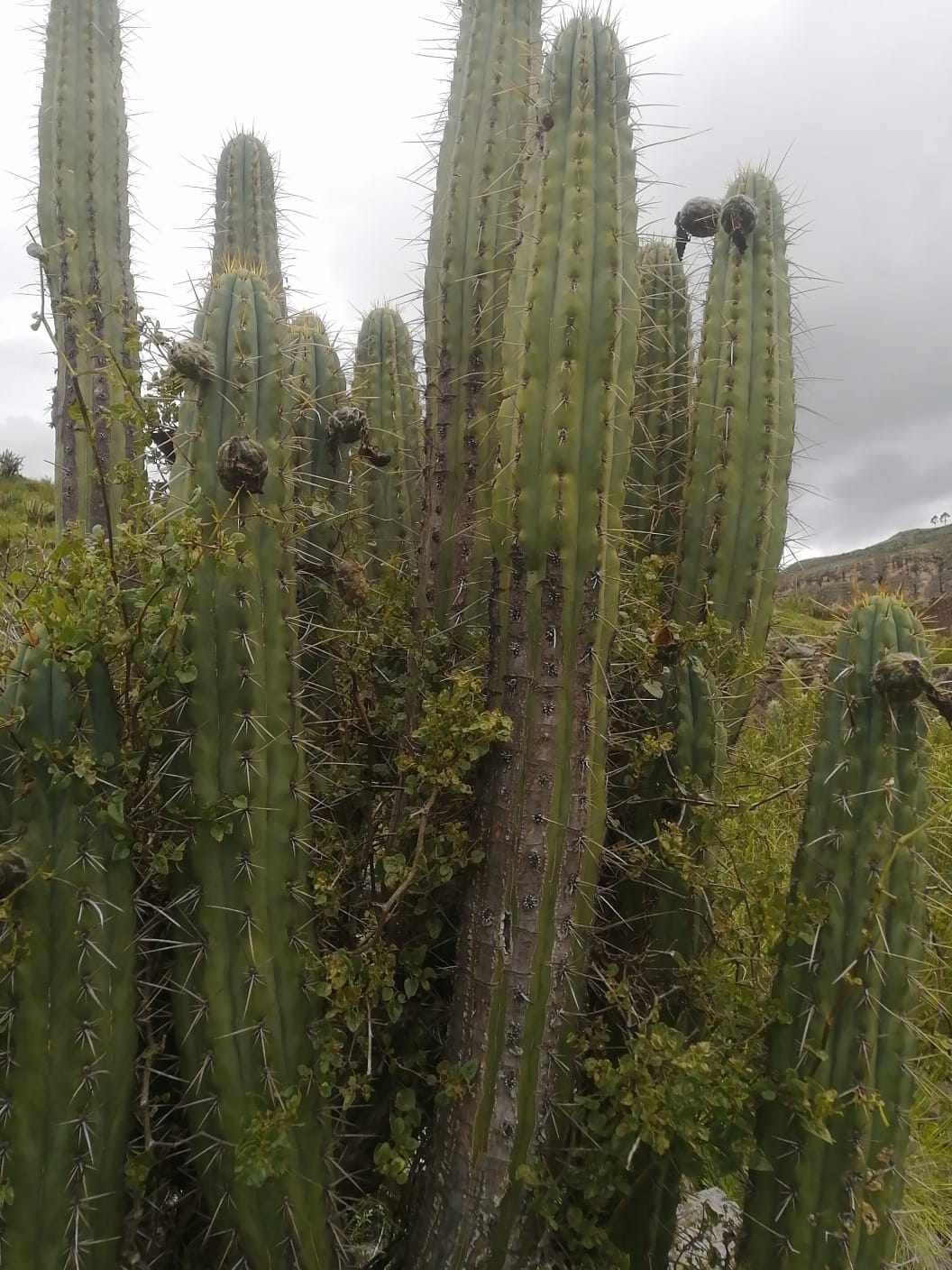 50+ Trichocereus Peruvianus spp. Puquiensis