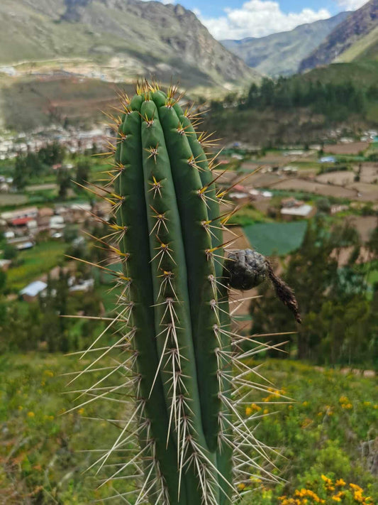 50+ Trichocereus Tarmaensis seeds