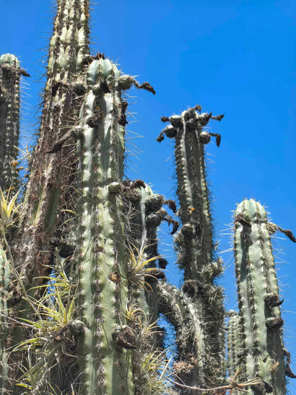 50+ Trichocereus Tarmaensis seeds