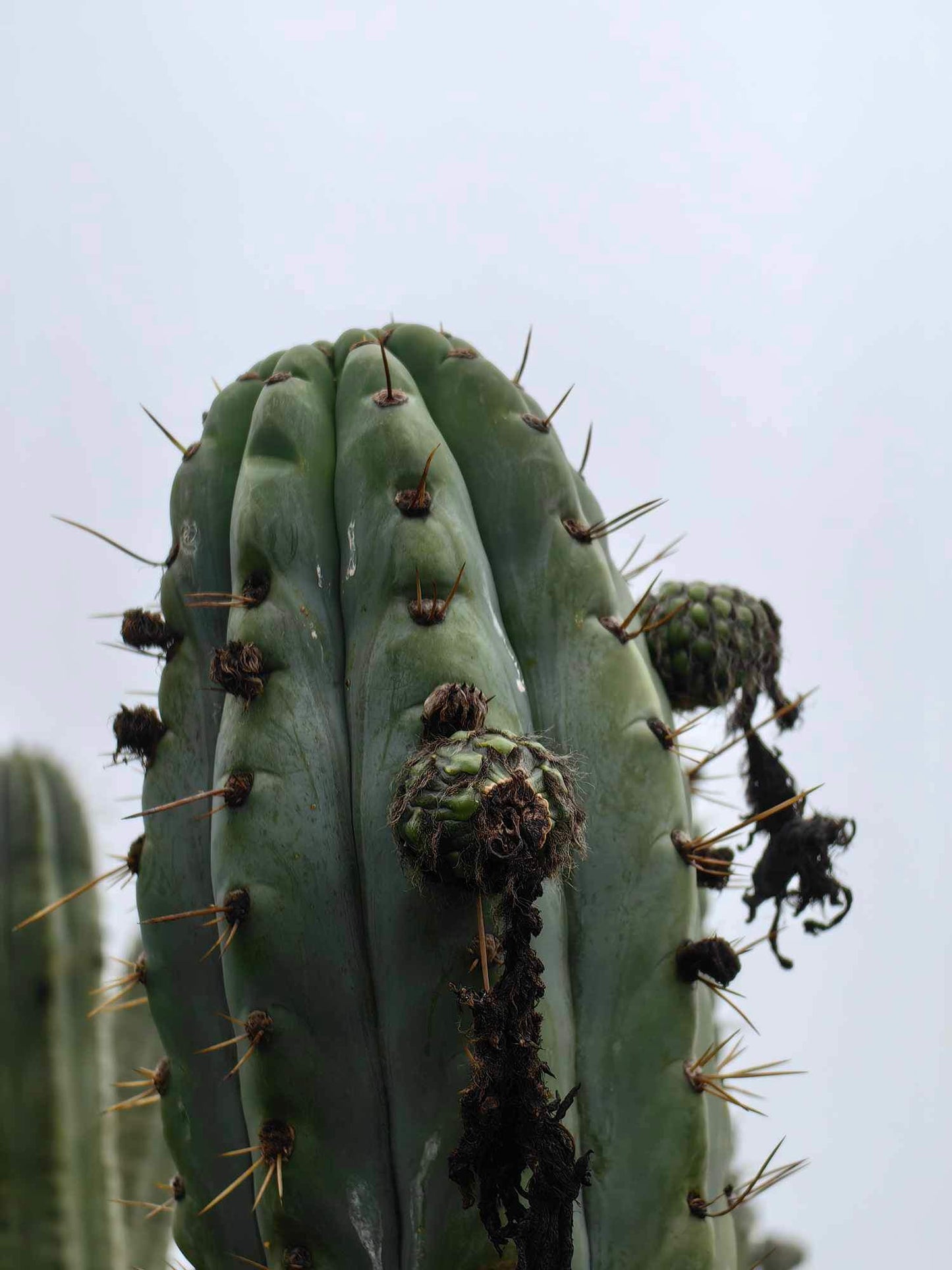 50+ Trichocereus Peruvianus seeds