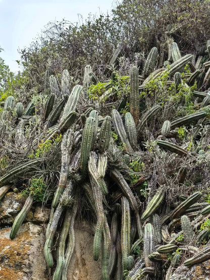 50+ Trichocereus Peruvianus seeds