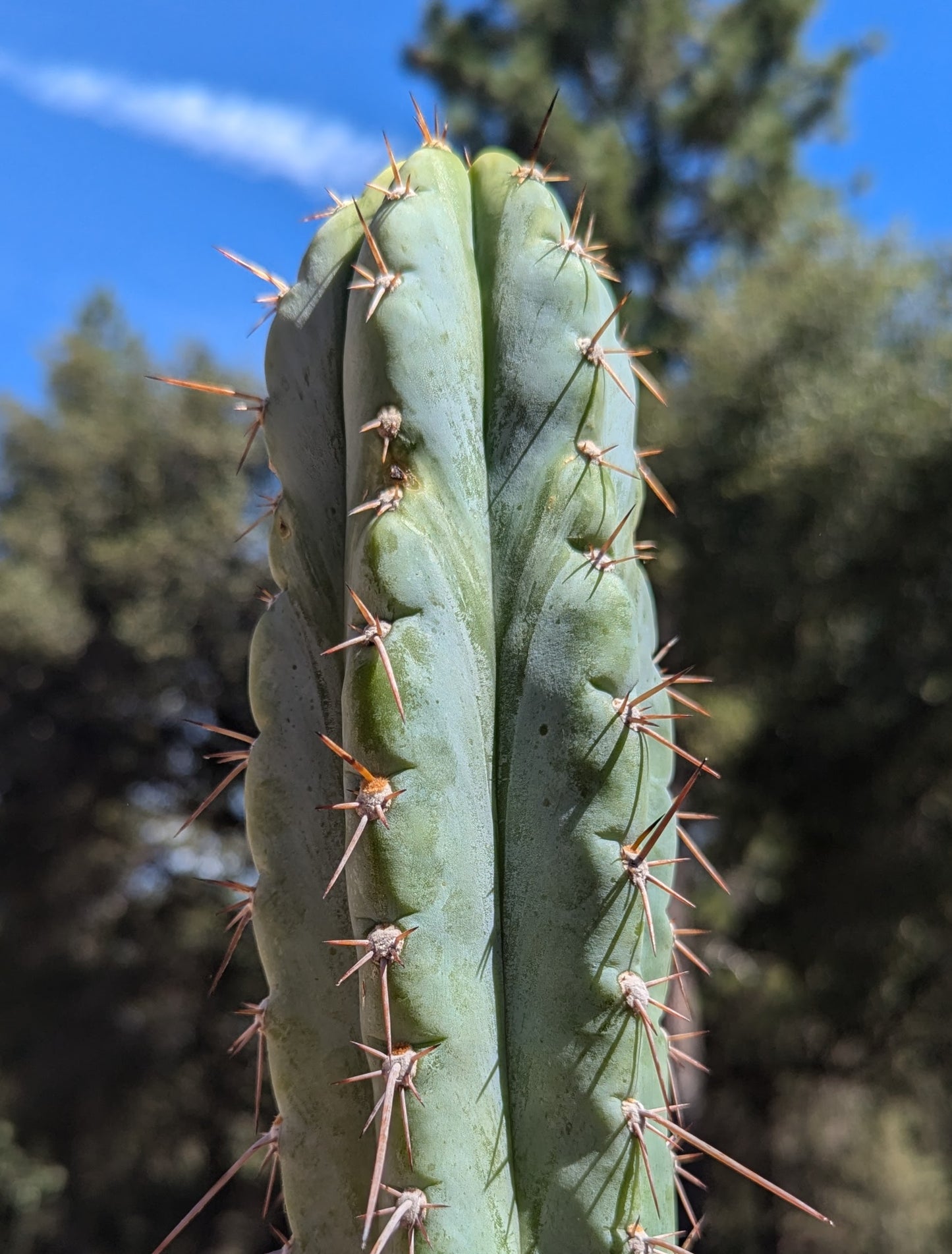 50+ Icaros Seeds