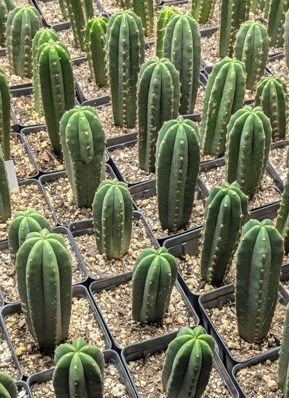Cactus Rooting Powder 8oz