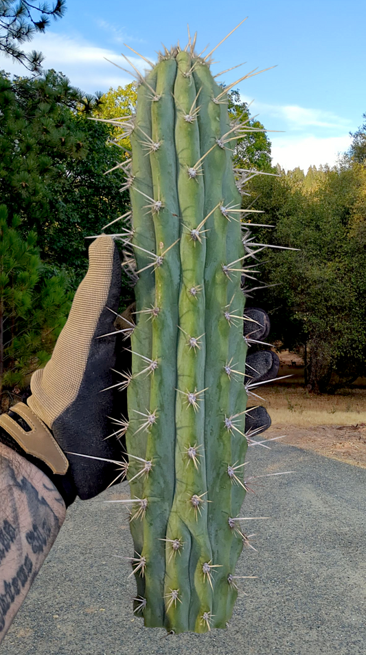Large Cactus Mystery Box