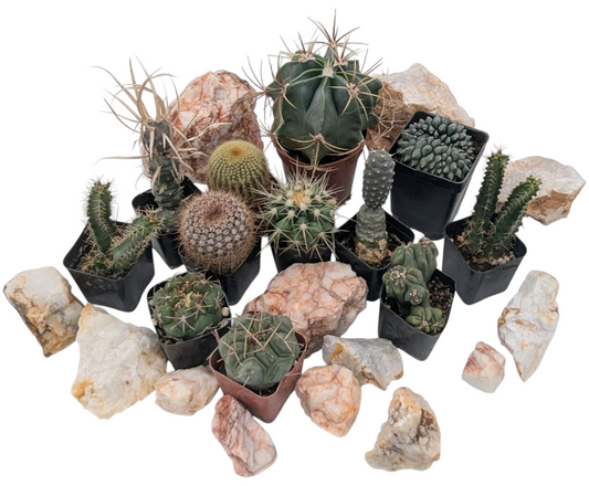 Small Cactus Mystery Box