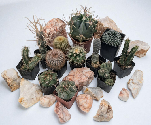 Asstd. Cacti