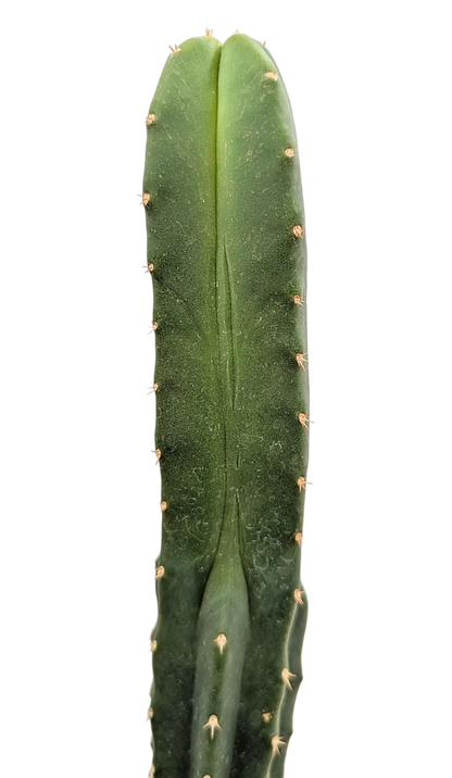 Medium Cactus Mystery Box
