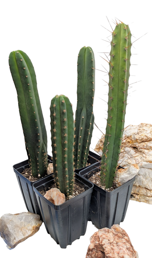 Medium Cactus Mystery Box