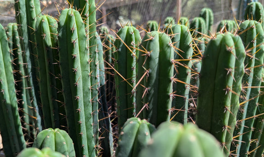 Hybrid Tricho