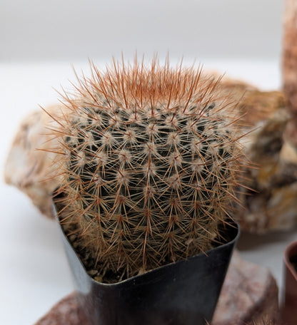 Asstd. Cacti