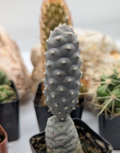 Asstd. Small Cacti Pack