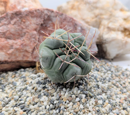 Asstd. Cacti