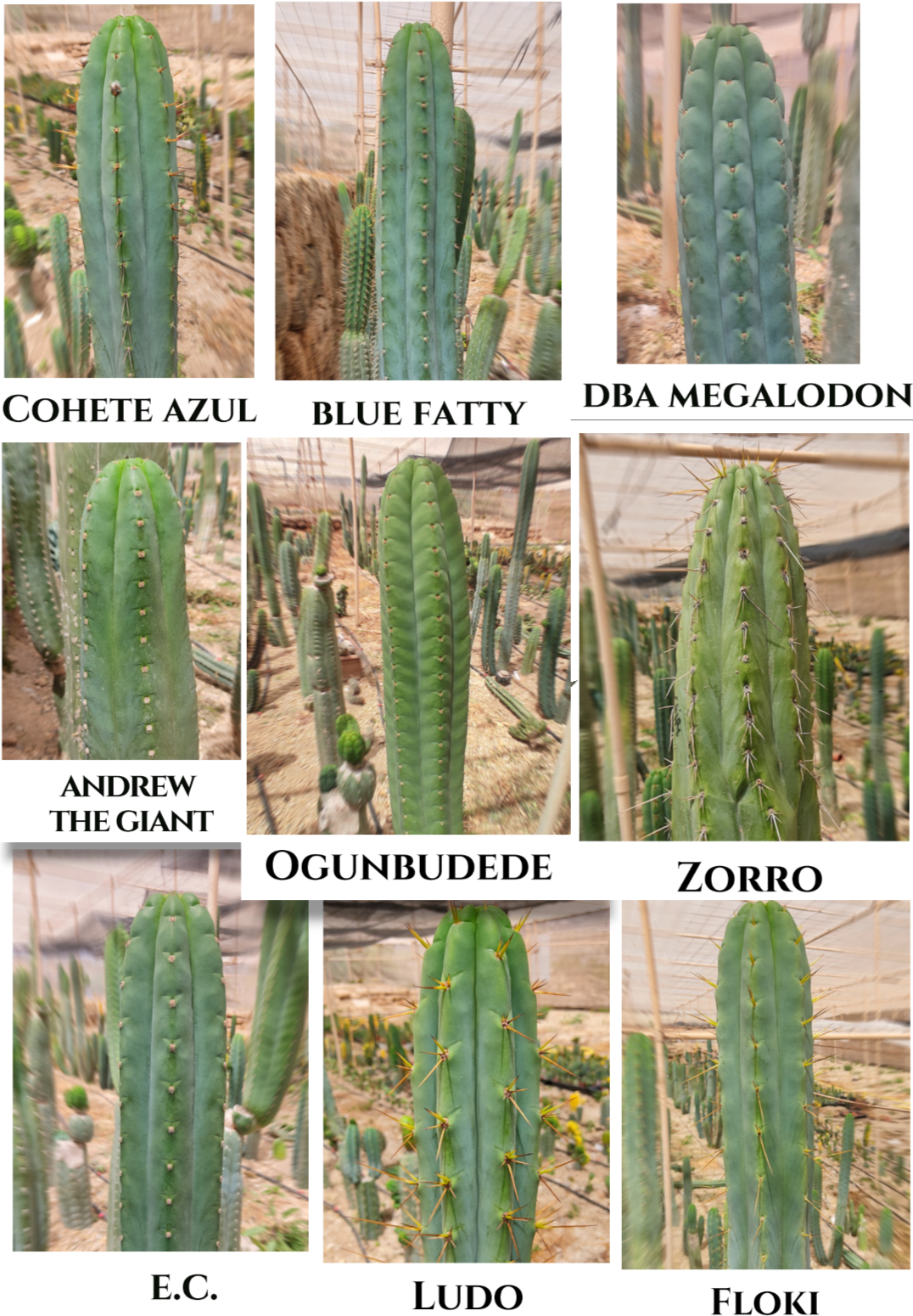 30 Trichocereus (planta.s.agradas Open Pollinated) seeds