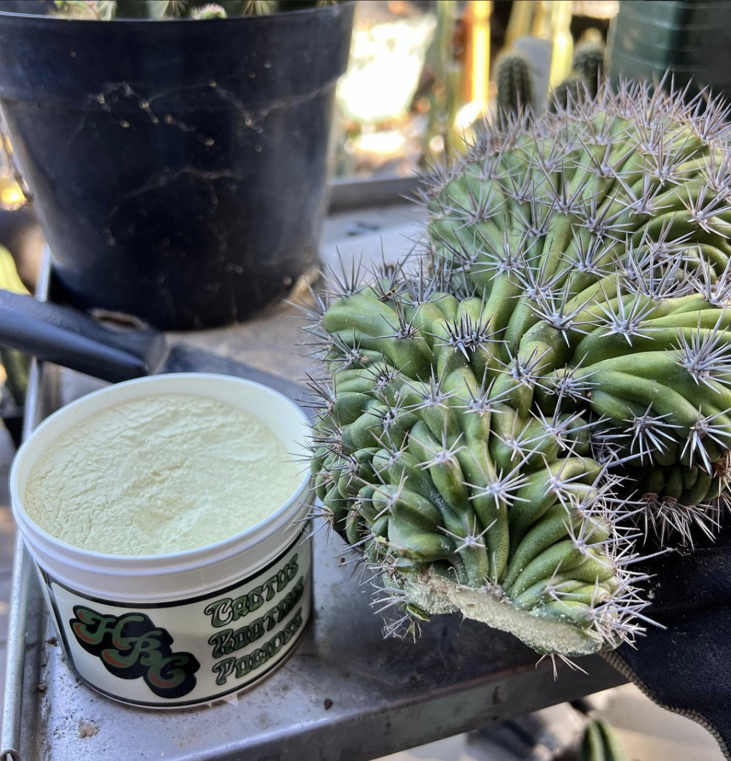 Cactus Rooting Powder 3.5oz