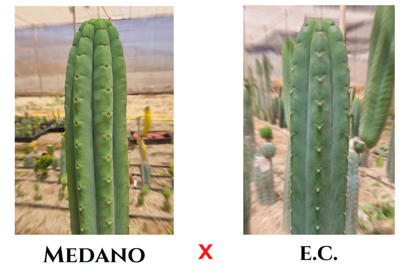 30 Trichocereus (Medano x E.C) seeds