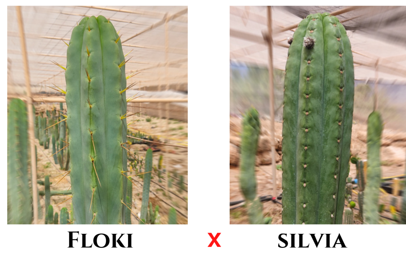 30 Trichocereus (Floki x Silvia) seeds